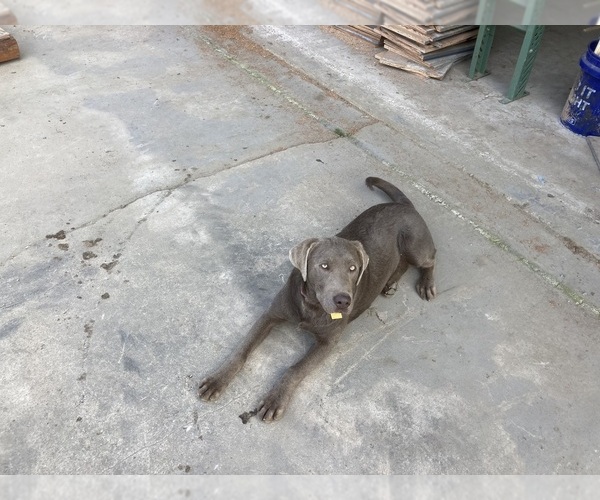 Medium Photo #1 Labrador Retriever Puppy For Sale in LIVINGSTON, CA, USA