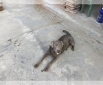 Small Photo #1 Labrador Retriever Puppy For Sale in LIVINGSTON, CA, USA