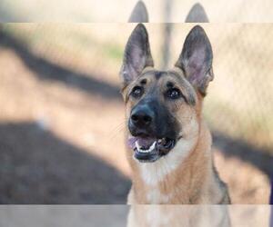 German Shepherd Dog-Unknown Mix Dogs for adoption in Santa Cruz, CA, USA