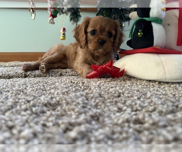 Medium Photo #9 Cavalier King Charles Spaniel Puppy For Sale in KANSAS CITY, MO, USA