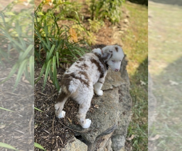 Medium Photo #3 Australian Shepherd Puppy For Sale in SADIEVILLE, KY, USA