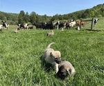Small Photo #16 Anatolian Shepherd Puppy For Sale in LITTLE MEADOWS, PA, USA