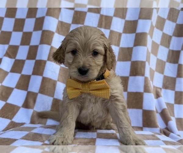 Medium Photo #1 Goldendoodle Puppy For Sale in LAKELAND, FL, USA