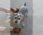 Small Photo #1 Schnauzer (Miniature) Puppy For Sale in CLERMONT, FL, USA