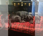 Small #2 Labrador Retriever Mix
