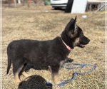 Small Photo #32 German Shepherd Dog Puppy For Sale in SUMPTER TWP, MI, USA