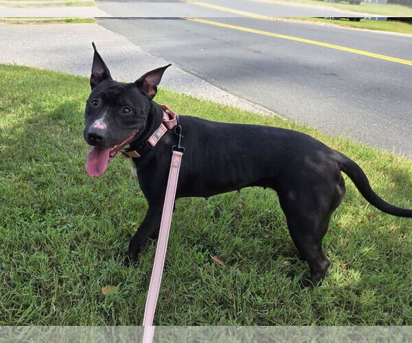 Medium Photo #3 American Pit Bull Terrier-Unknown Mix Puppy For Sale in Millersville, MD, USA