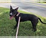 Small #2 American Pit Bull Terrier Mix