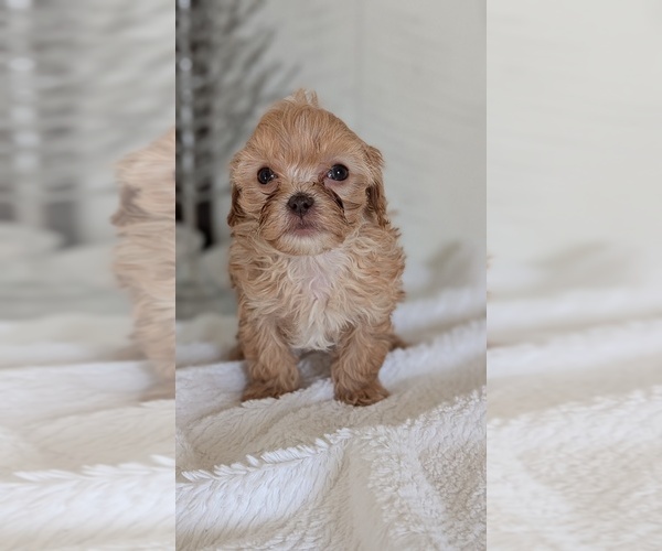 Medium Photo #11 Cavapoo (Miniature) Puppy For Sale in GOSHEN, IN, USA