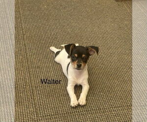 Mutt Dogs for adoption in Colorado Springs, CO, USA