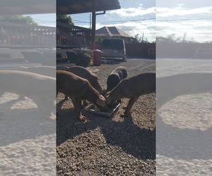 Doberman Pinscher-Labrador Retriever Mix Puppy for sale in MAKAKILO, HI, USA