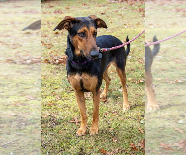Medium Photo #27 Doberman Pinscher-German Shepherd Dog Mix Puppy For Sale in Oak Bluffs, MA, USA