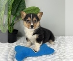 Small #3 Pembroke Welsh Corgi