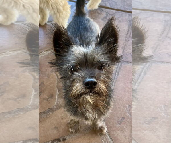 Medium Photo #5 Mutt Puppy For Sale in Lancaster, CA, USA