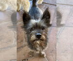 Small #4 Mutt