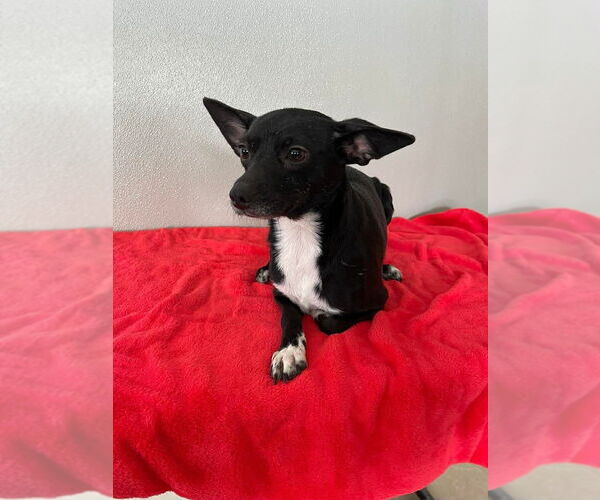 Medium Photo #3 Chihuahua Puppy For Sale in Osgood, IN, USA