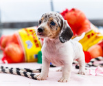 Small #4 Dachshund
