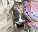 Small Photo #24 French Bulldog Puppy For Sale in BUSHKILL, PA, USA
