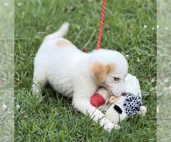 Medium Photo #3 Great Pyrenees Puppy For Sale in Yardley, PA, USA
