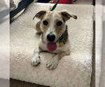 Small #2 Labrador Retriever Mix