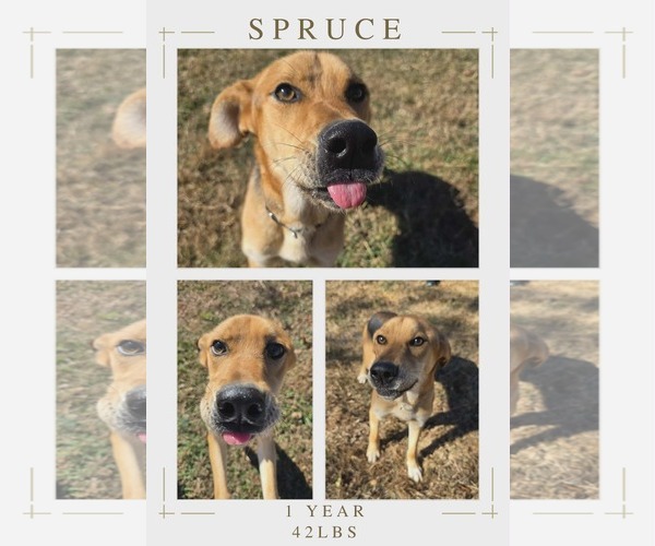 Medium Photo #12 Mutt Puppy For Sale in Woodbury, NY, USA