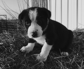 Border Collie Puppy for sale in NEW BOSTON, MO, USA