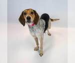 Small #5 Beagle