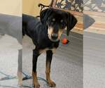 Small Doberman Pinscher