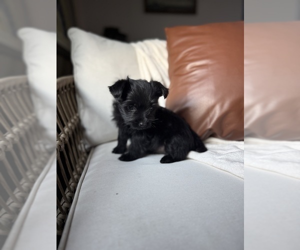 Medium Photo #5 YorkiePoo Puppy For Sale in BREMEN, IN, USA