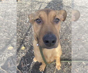 Mutt Dogs for adoption in Elmsford, NY, USA