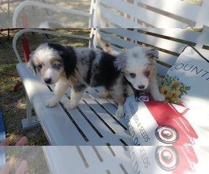Miniature Australian Shepherd Puppy for Sale in INVERNESS, Florida USA