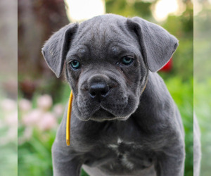 Cane Corso Puppy for sale in MOUNT JOY, PA, USA