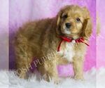 Small #3 Cavapoo