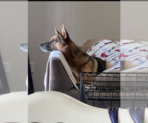 Odin Dixon - Male Australian Kelpie-German Shepherd Dog Mix Dog for Adoption - Photo #9