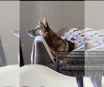 Small #8 Australian Kelpie-German Shepherd Dog Mix