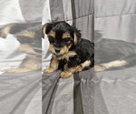 Small #2 Yorkshire Terrier