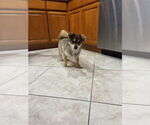 Small #3 Pomeranian Mix