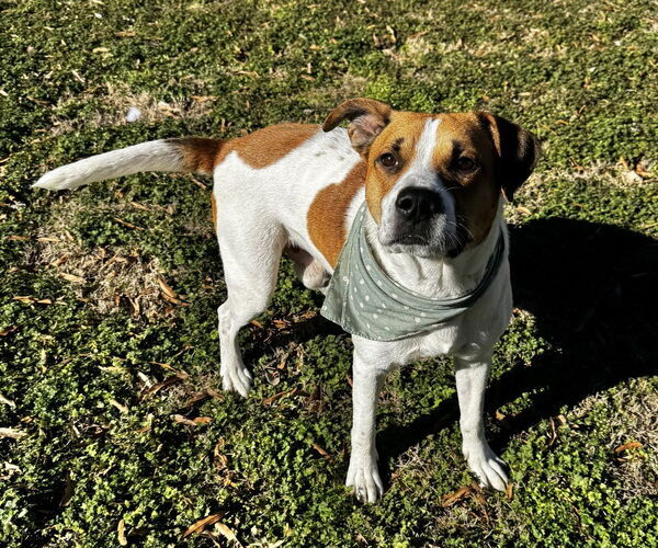 Medium Photo #2 Mutt Puppy For Sale in Boston, MA, USA