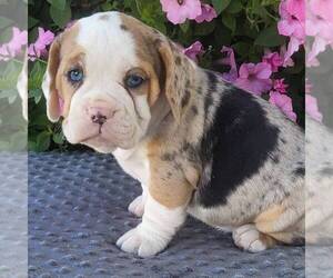 Beabull Puppy for sale in ARTHUR, IL, USA
