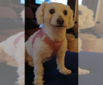 Small #2 Poodle (Toy)
