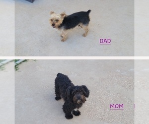 Yorkshire Terrier Puppy for sale in TROY, TX, USA