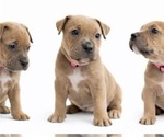 Small Photo #12 American Pit Bull Terrier Puppy For Sale in ORANGE, NJ, USA