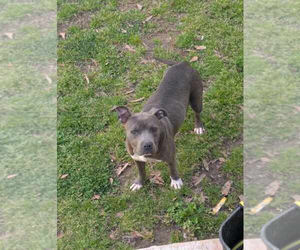 Medium Photo #1 American Pit Bull Terrier Puppy For Sale in Scottsboro, AL, USA