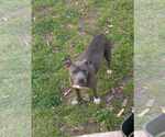 Small American Pit Bull Terrier