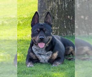 French Bulldog-Texas Heeler Mix Dogs for adoption in Bakersfield, CA, USA