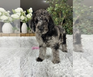 Labradoodle Puppy for sale in GREENFIELD, IN, USA