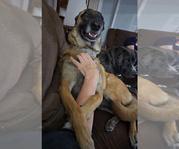 Medium Photo #3 Mutt Puppy For Sale in Imlay City, MI, USA