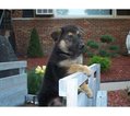 Small Photo #11 German Shepherd Dog Puppy For Sale in HAMMOND, IN, USA