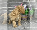 Small Photo #4 Maltipoo Puppy For Sale in CHARLESTON, WV, USA