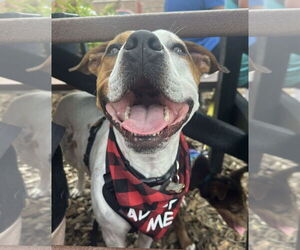 American Pit Bull Terrier-Unknown Mix Dogs for adoption in Germantown, OH, USA